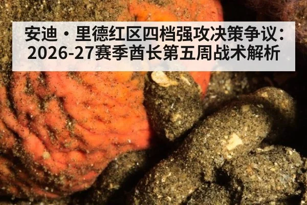 安迪·里德红区四档强攻决策争议:2026-27赛季酋长第五周战术解析